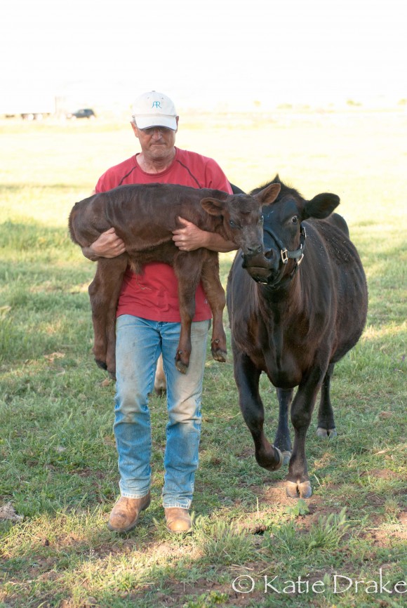 My dad helping a new baby calf.